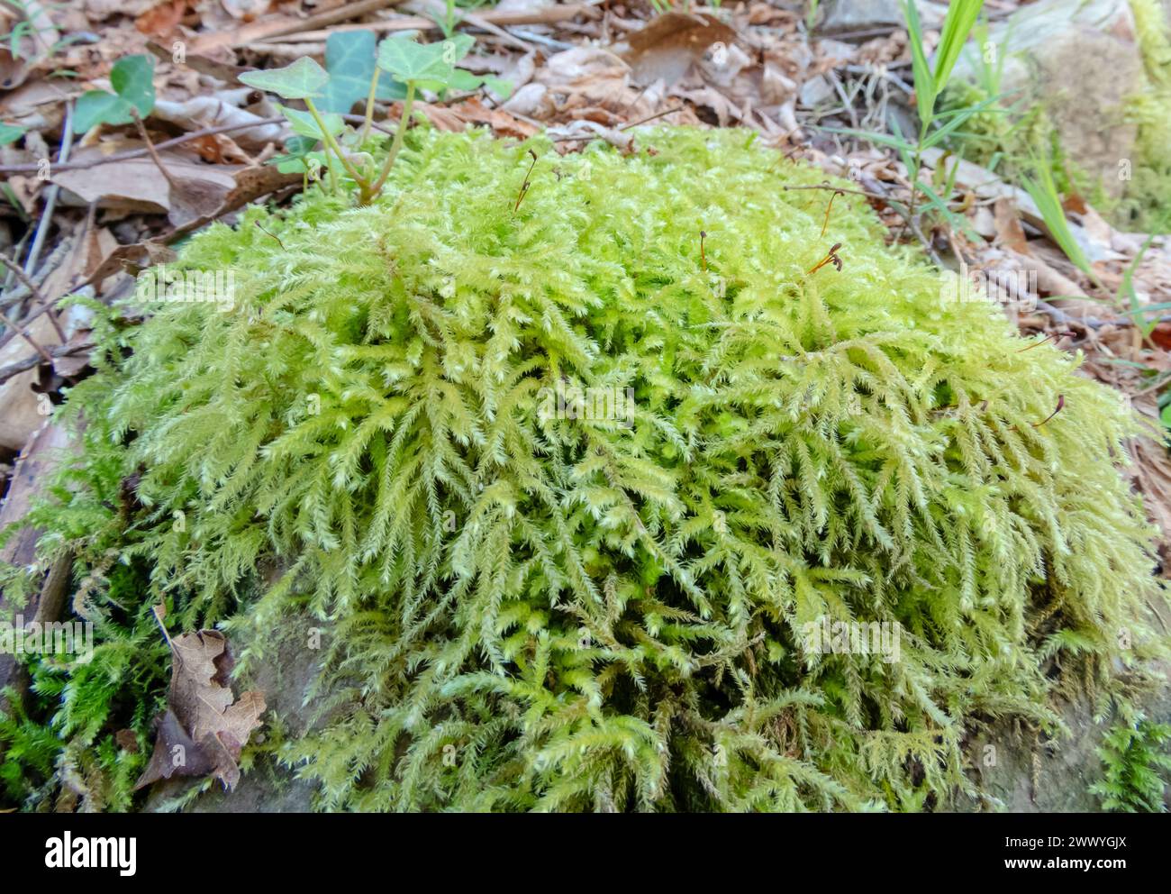 Eurhynchium striatum or common striated feather-moss plant in the forest near Salas,Asturias,Spain Stock Photo