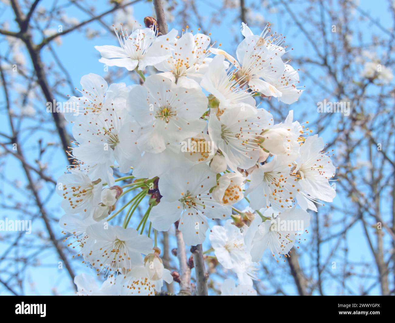 Beautiful white cherry blossom on the blurred blue sky background. Sweet cherry or prunus avium flowers. Stock Photo