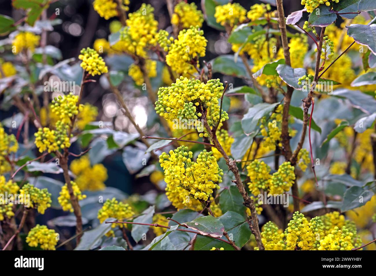 Bluhgeholz hires stock photography and images Alamy