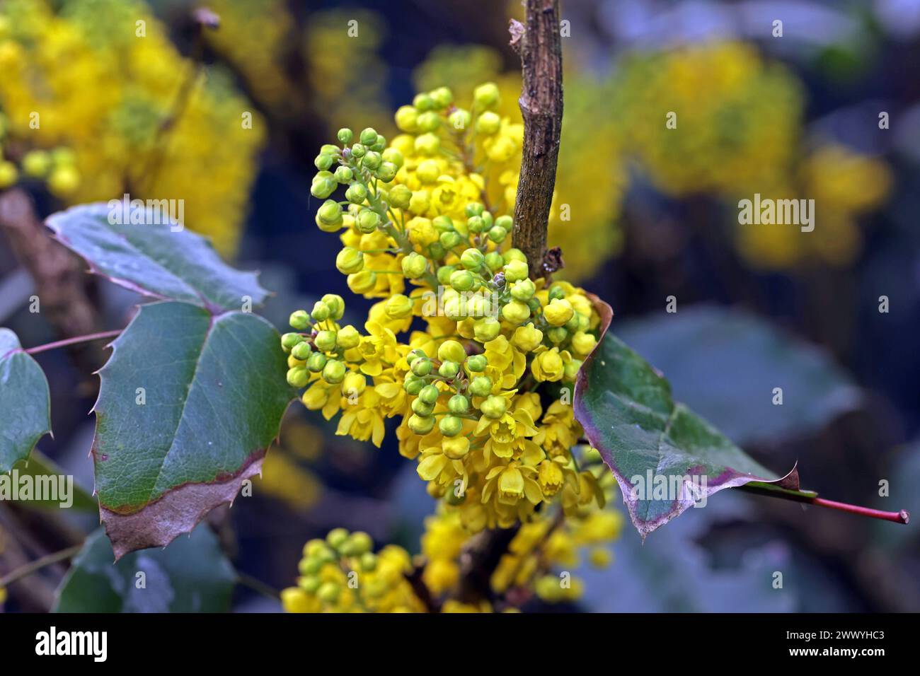 Blühende Zierpflanzen für Gärten und Parkanlagen Blatt und Blüte der