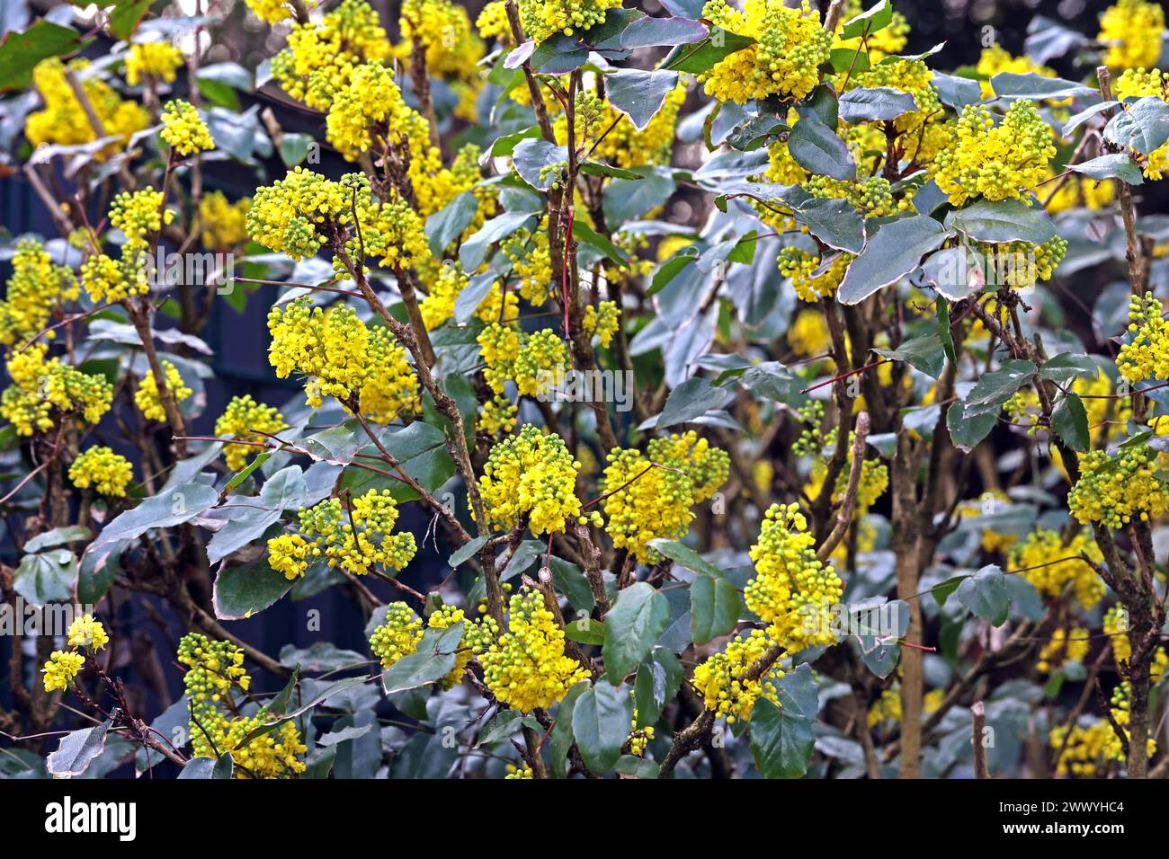 Blühende Zierpflanzen für Gärten und Parkanlagen Blatt und Blüte der
