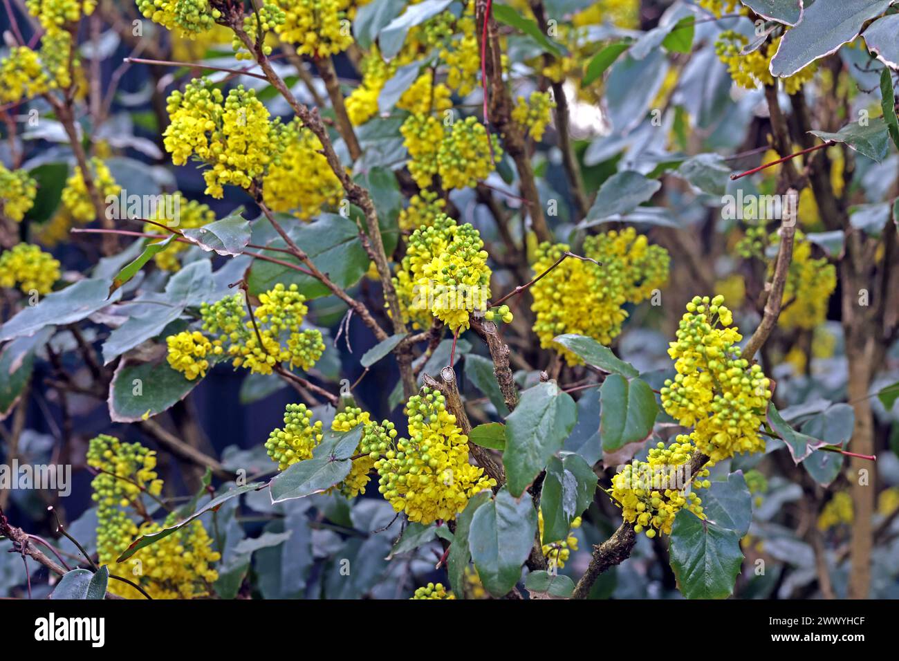Blühende Zierpflanzen für Gärten und Parkanlagen Blatt und Blüte der