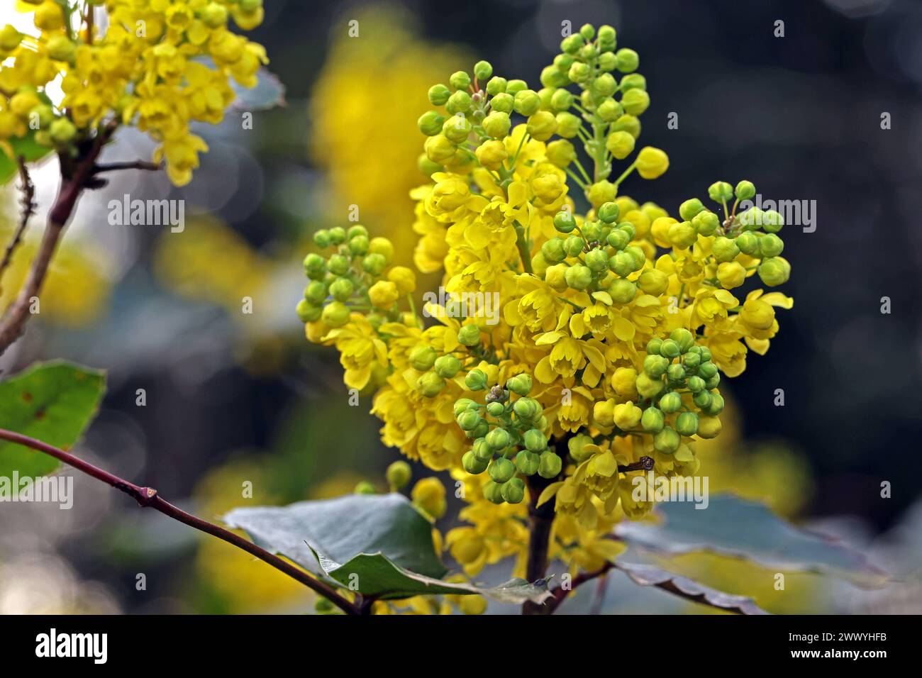 Blühende Zierpflanzen für Gärten und Parkanlagen Blatt und Blüte der