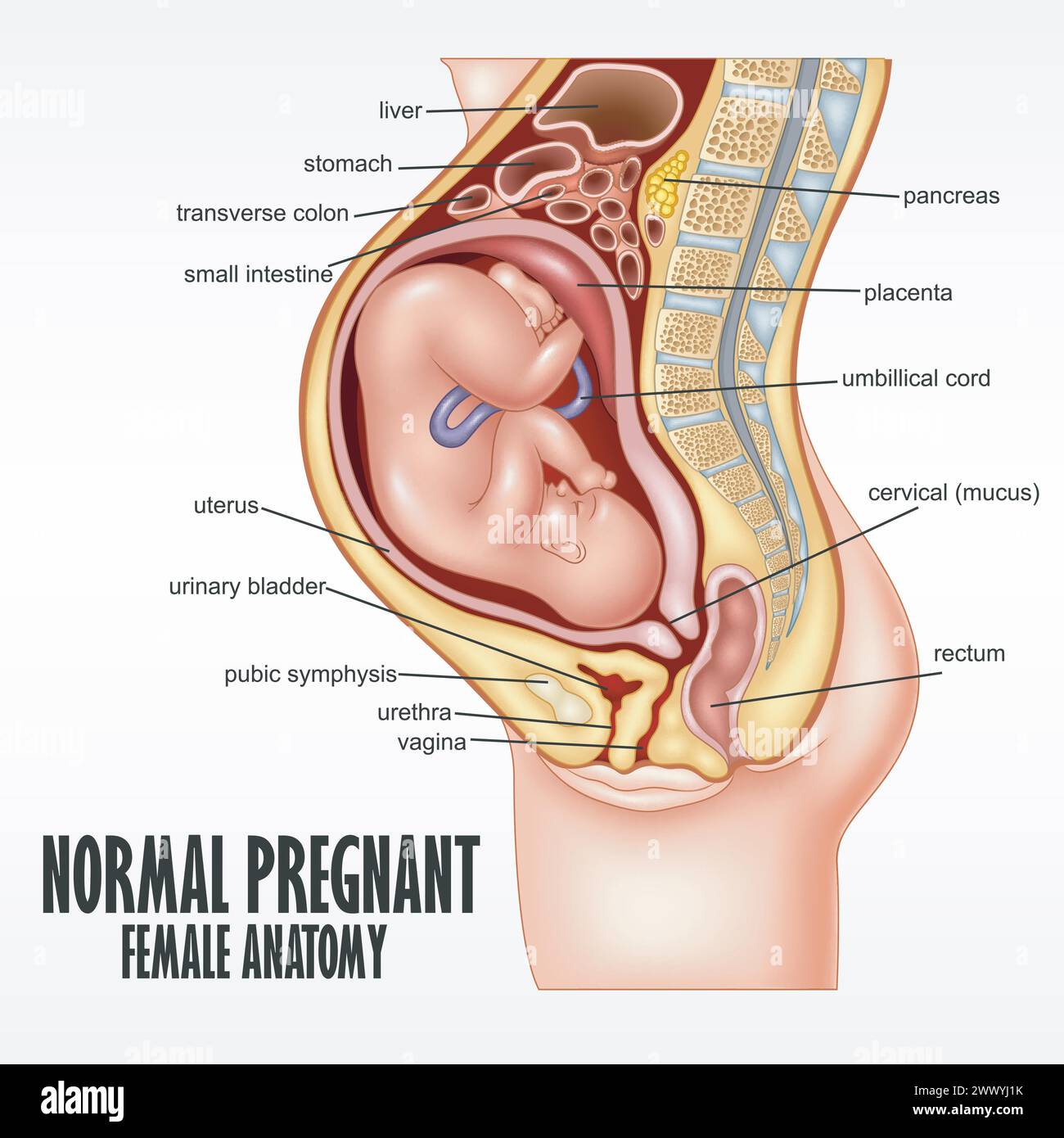 Normal Pregnant Female Anatomy, Vector Illustration Stock Vector