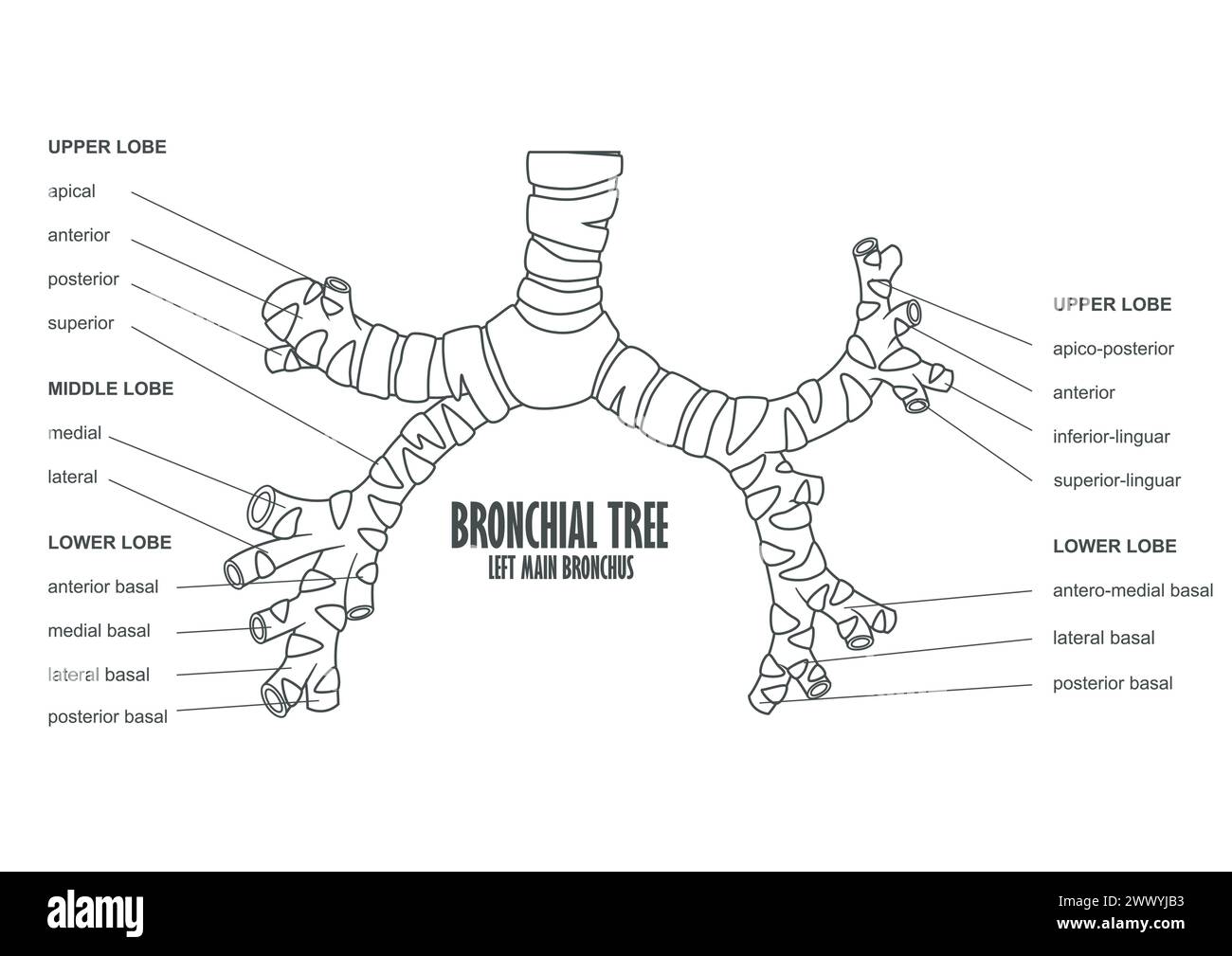 Bronchial Tree Left Main Bronchus Human Anatomy, Vector Illustration Stock Vector
