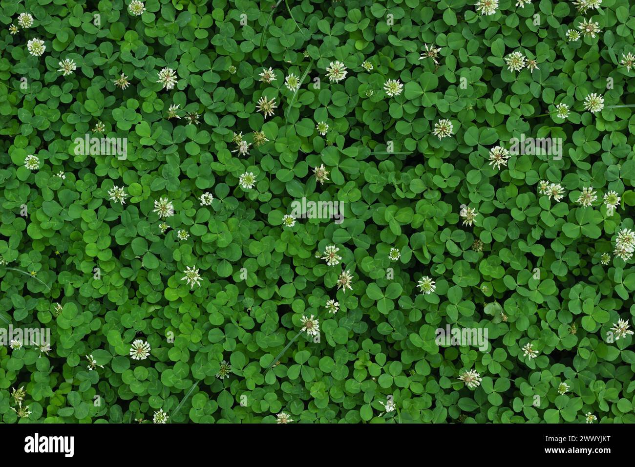 Green leaf ground cover with flower hi-res stock photography and images ...