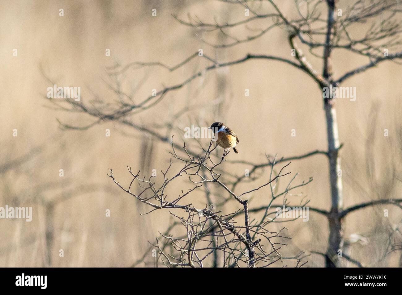 Thursley Common, Elstead. 24th March 2024. A beautiful sunny start to the day for the Home Counties. A male stonechat at first light at Thursley Common near Godalming in Surrey. Credit: james jagger/Alamy Live News Stock Photo