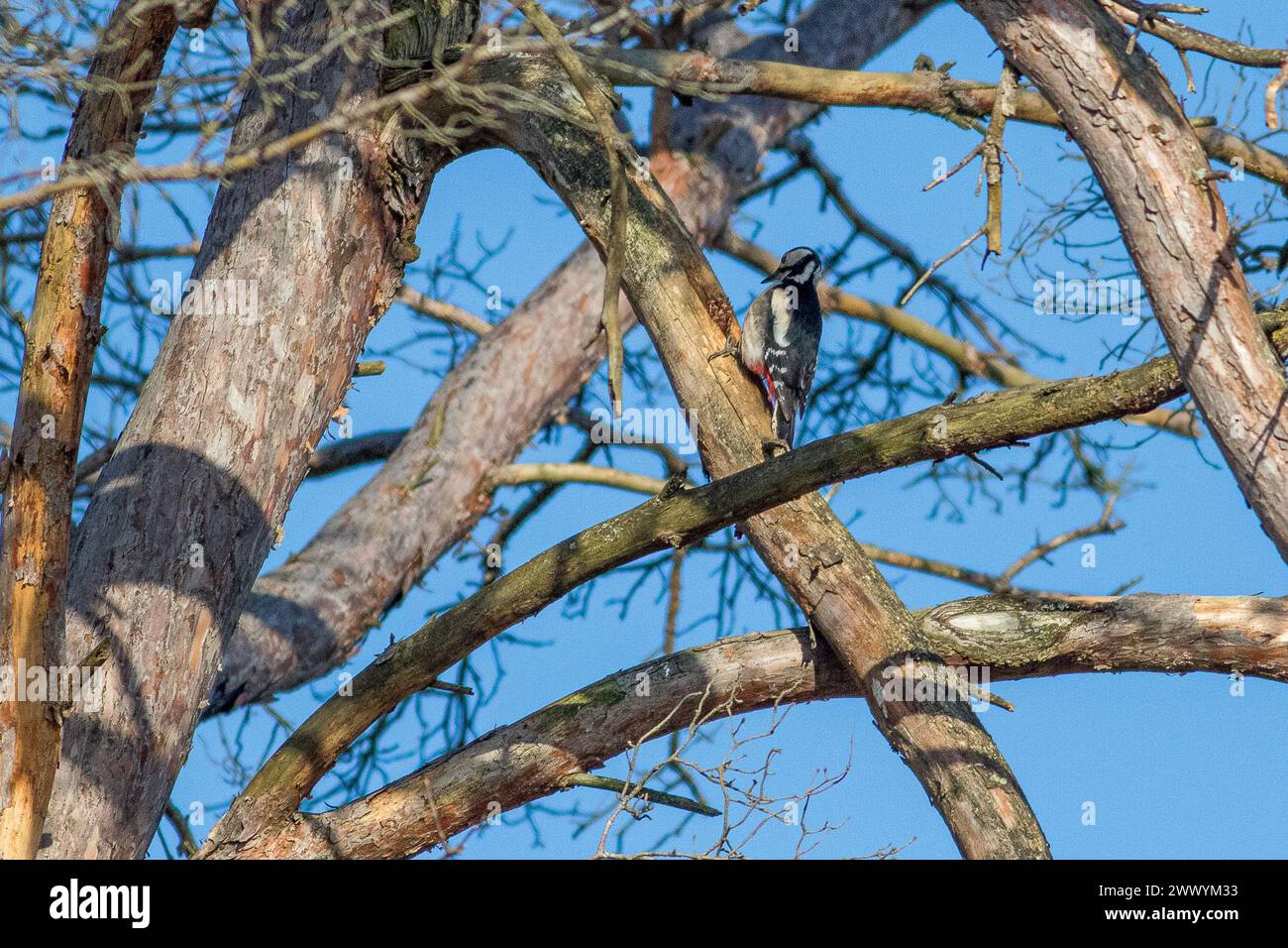 Thursley Common, Elstead. 24th March 2024. A beautiful sunny start to the day for the Home Counties. A greater spotted woodpecker at first light at Thursley Common near Godalming in Surrey. Credit: james jagger/Alamy Live News Stock Photo