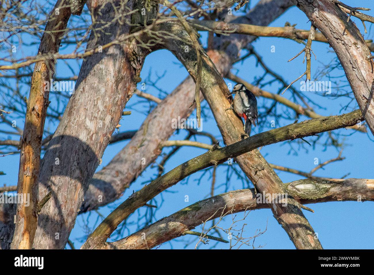 Thursley Common, Elstead. 24th March 2024. A beautiful sunny start to the day for the Home Counties. A greater spotted woodpecker at first light at Thursley Common near Godalming in Surrey. Credit: james jagger/Alamy Live News Stock Photo
