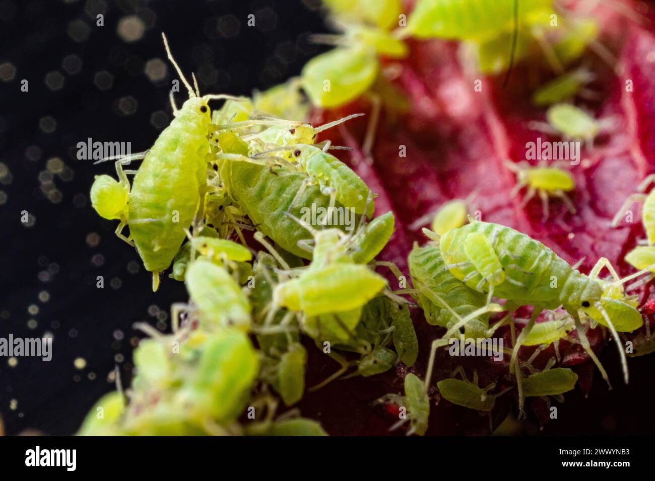 aphid insect living in garden on roses and bushes in summer. extra mega ...