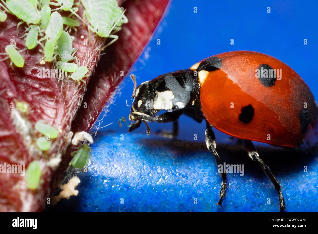 Aphids close hires stock photography and images Alamy