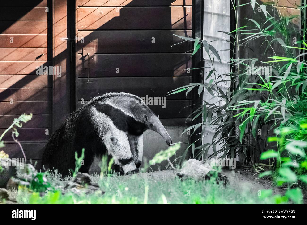 Myrmecophaga tridactyla, Giant anteater. large shaggy animal with long nose walks through grass. Protecting rare animals in European zoos Stock Photo