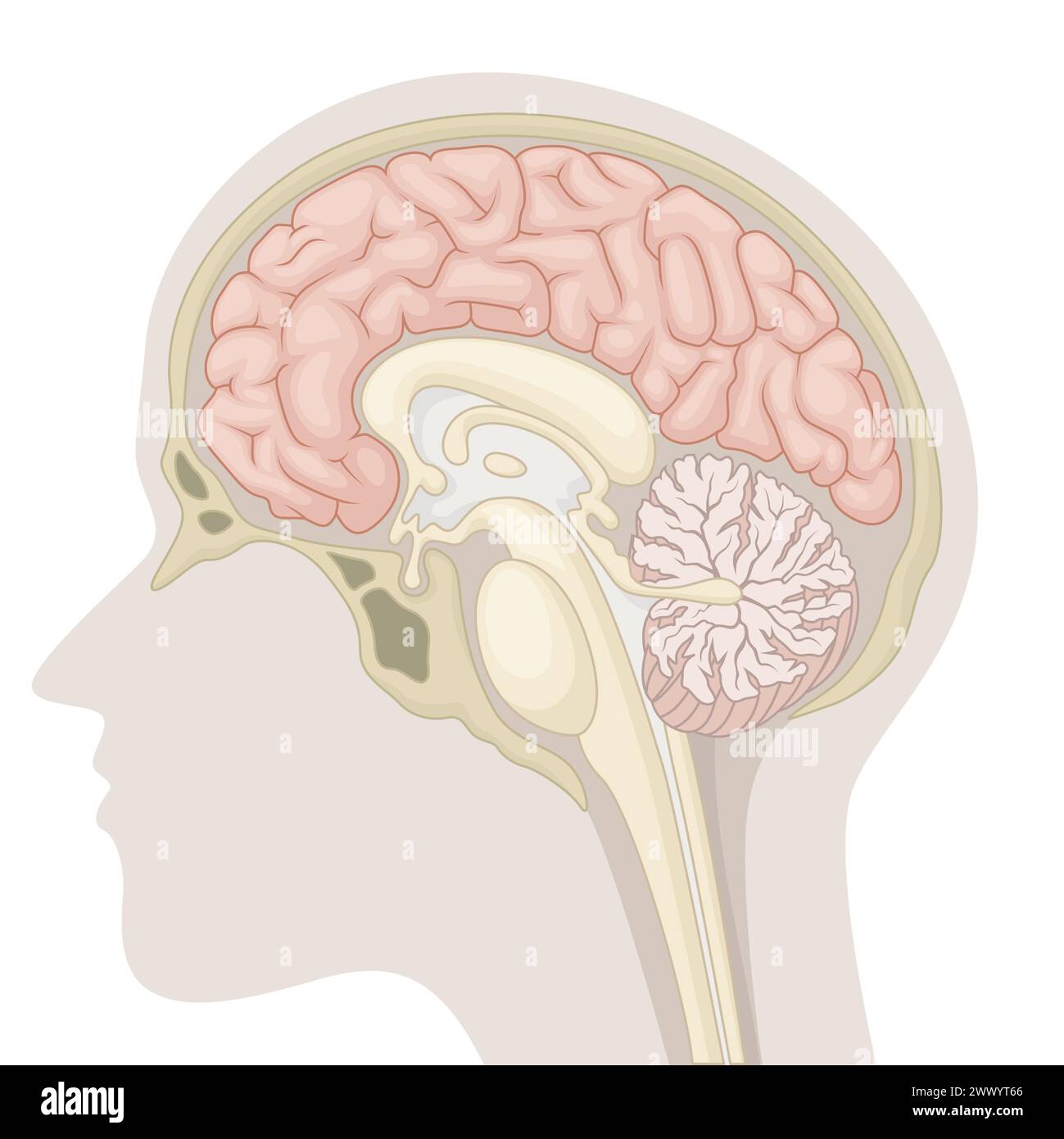 Median Section Of Human Brain, Vector Illustration Stock Vector