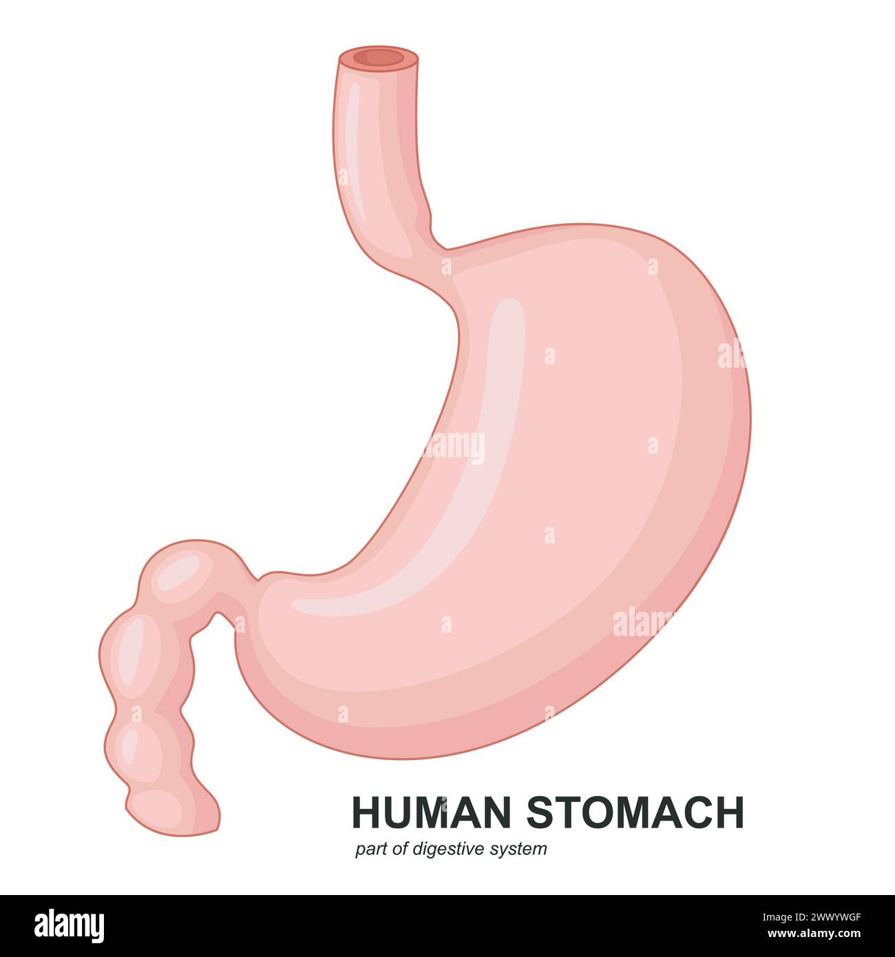 Human Stomach Cartoon, Vector Illustration Stock Vector