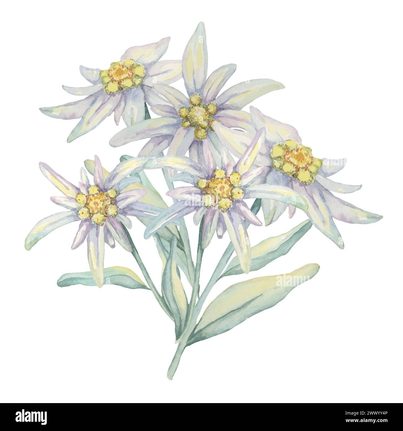 Edelweiss bouquet clipart. Watercolor illustration with white flowers and leaves. Leontopodium nivale hand drawn artwork isolated on white background. Design for printing, cards, apparel, stickers. Stock Photo