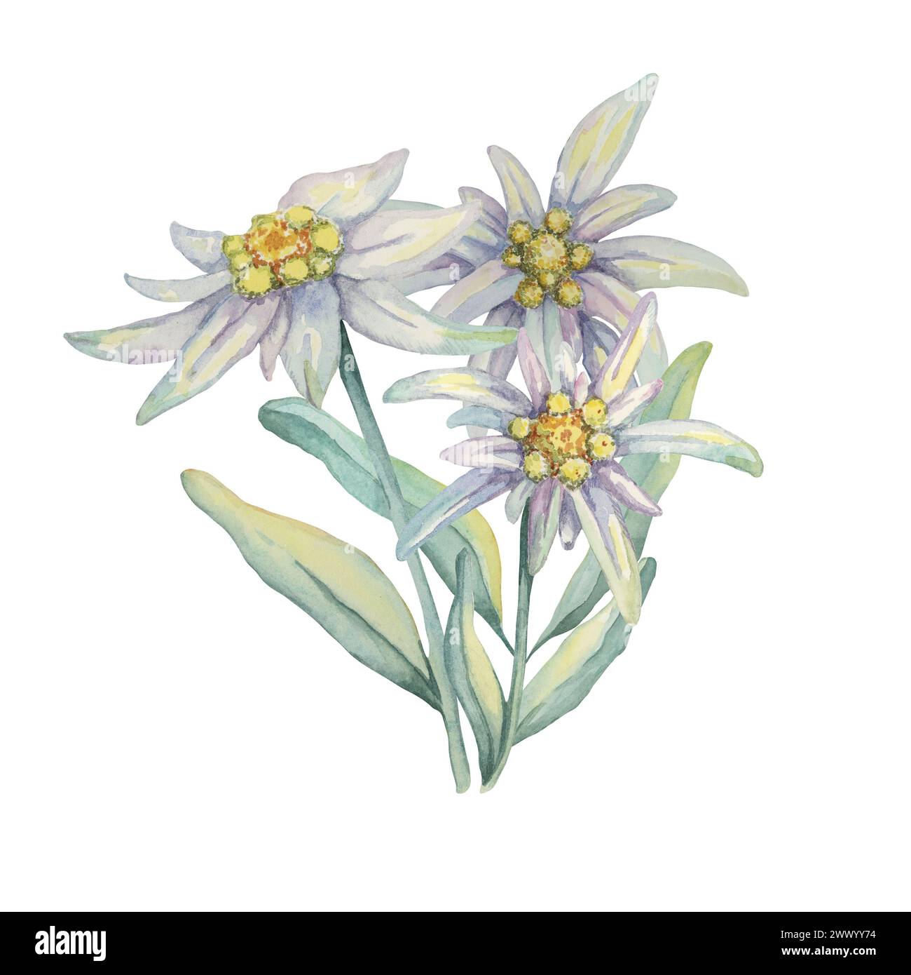 Edelweiss bouquet clipart. Watercolor illustration with white flowers and leaves. Leontopodium nivale hand drawn artwork isolated on white background. Design for printing, cards, apparel, stickers. Stock Photo