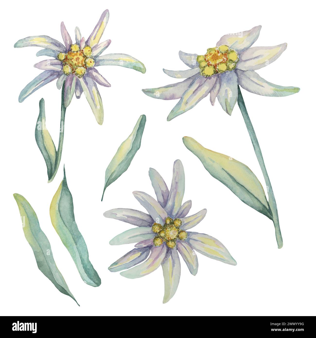 Edelweiss clipart set. Watercolor illustration of three flowers and leaves. Leontopodium nivale hand drawn artwork isolated on white background. Design for printing, cards, apparel, stickers, wall art Stock Photo