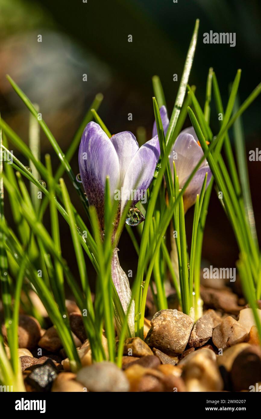 Small clump of the stunning Crocus Biflorus 'Blue Pearl’. Natural close ...