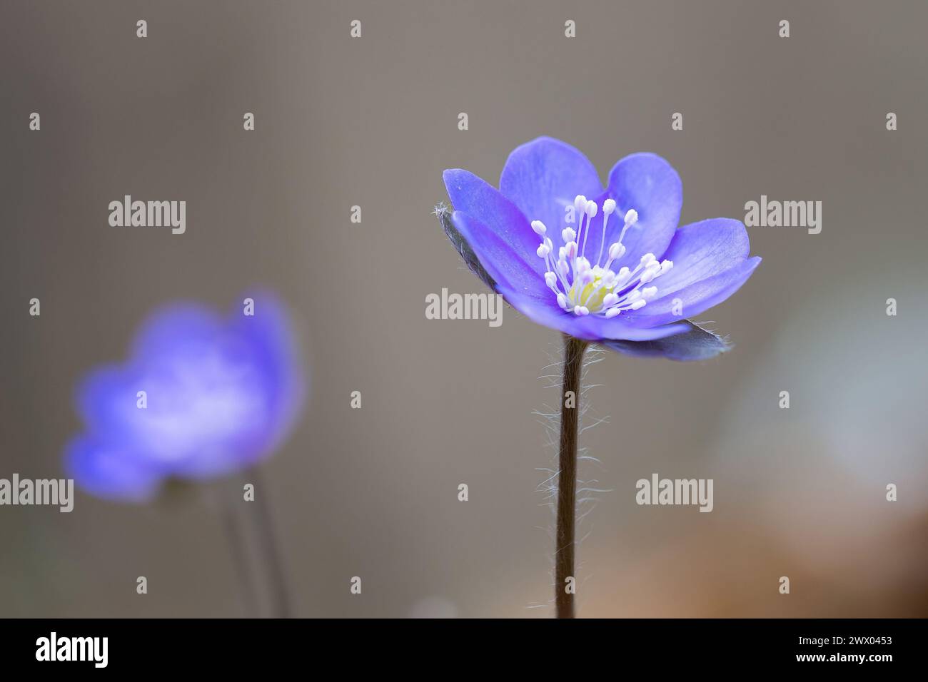 detail of Hepatica nobilis flower, one of the first to bloom in spring; these beautiful plants grow in wild woodland areas Stock Photo