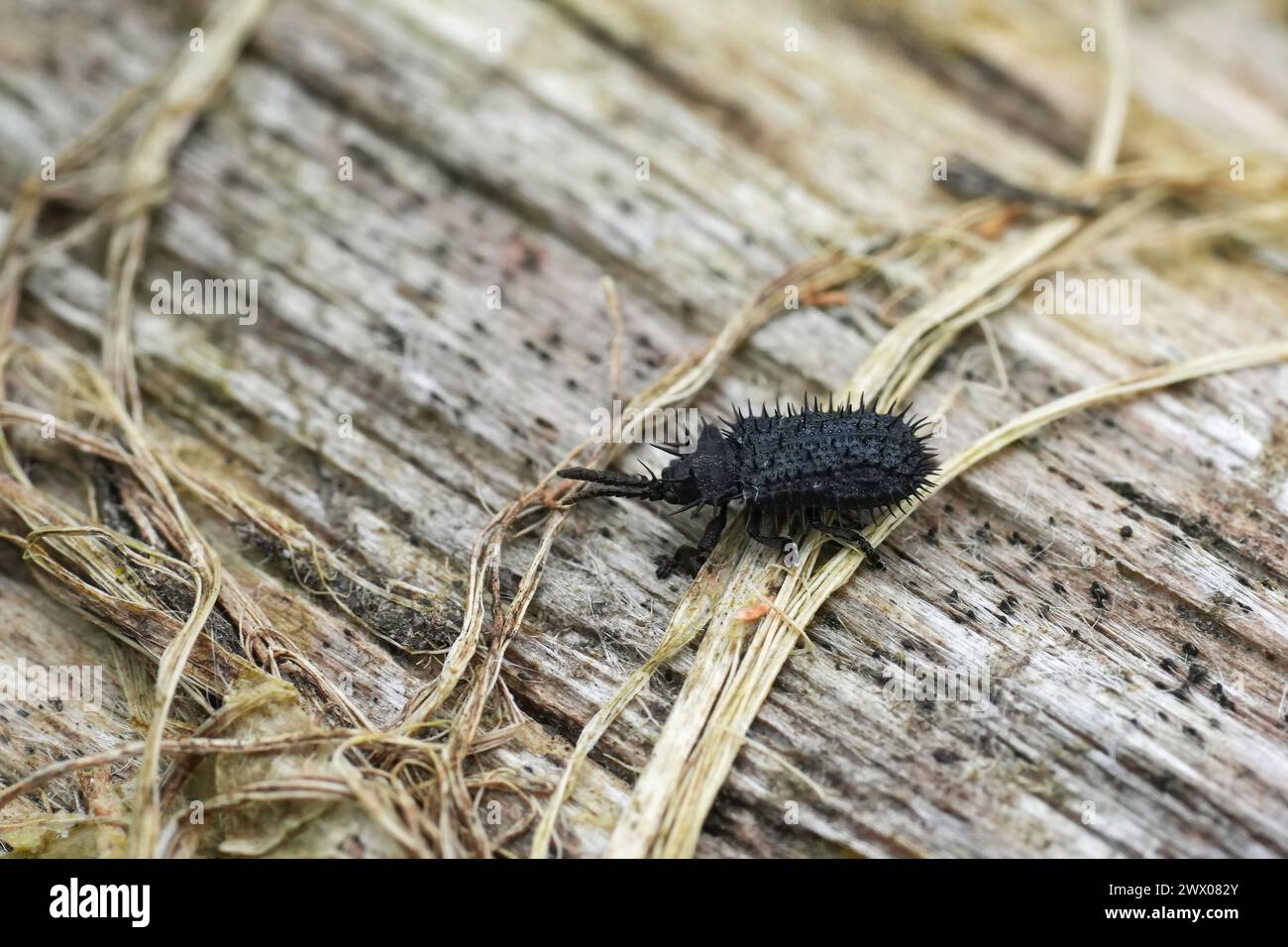 Detailed closeup on a small black spiky European plant parasite weevil beetle, Hispa atra Stock Photo