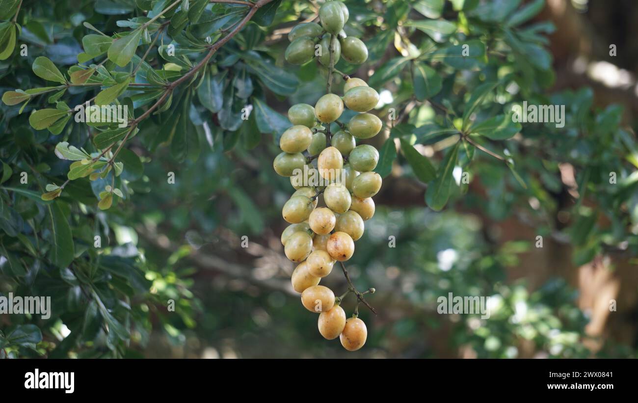 Fibraurea tinctoria (Akar badi). This plant has long been known as the native Borneo used in traditional medicine to treat diabetes Stock Photo