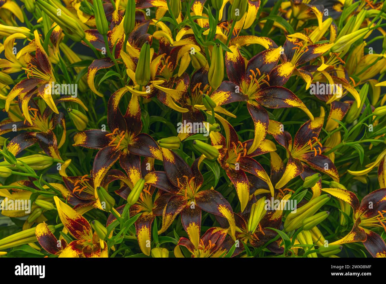 A cluster of Lilies, Lilium named 'Lion Heart', coloured in deep red with contrasting yellow tipped petals. Stock Photo