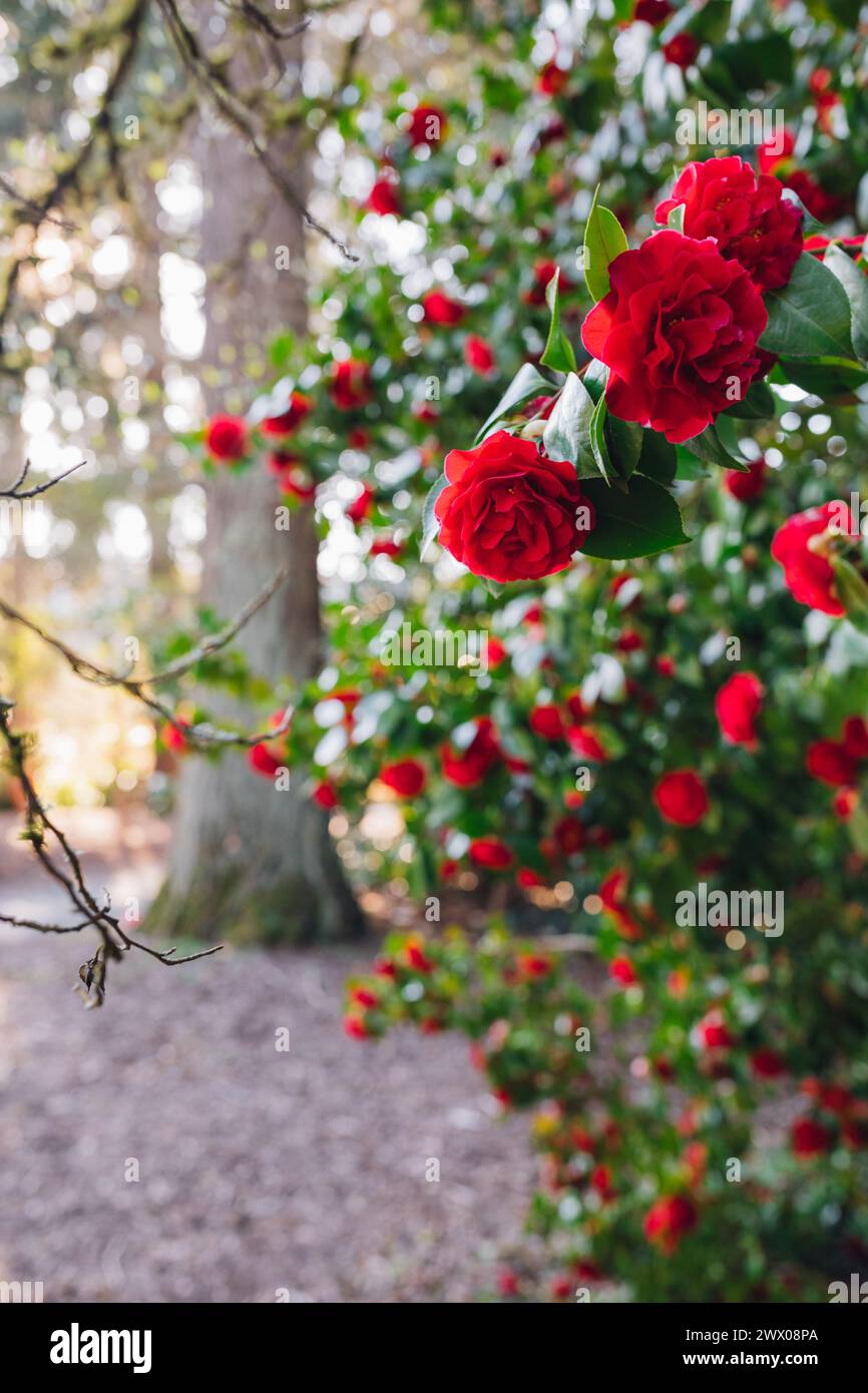 red camellia japonica flowers on tree in public park Stock Photo