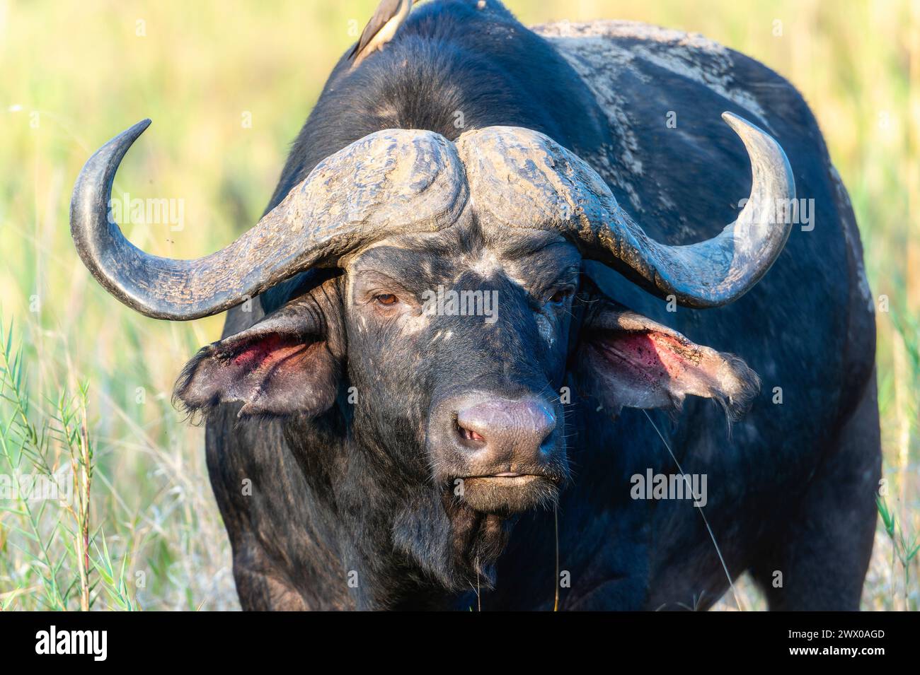 Buffalo Stands Prominently Hi res Stock Photography And Images Alamy buffalo-stands-prominently-hi-res-stock-photography-and-images-alamy