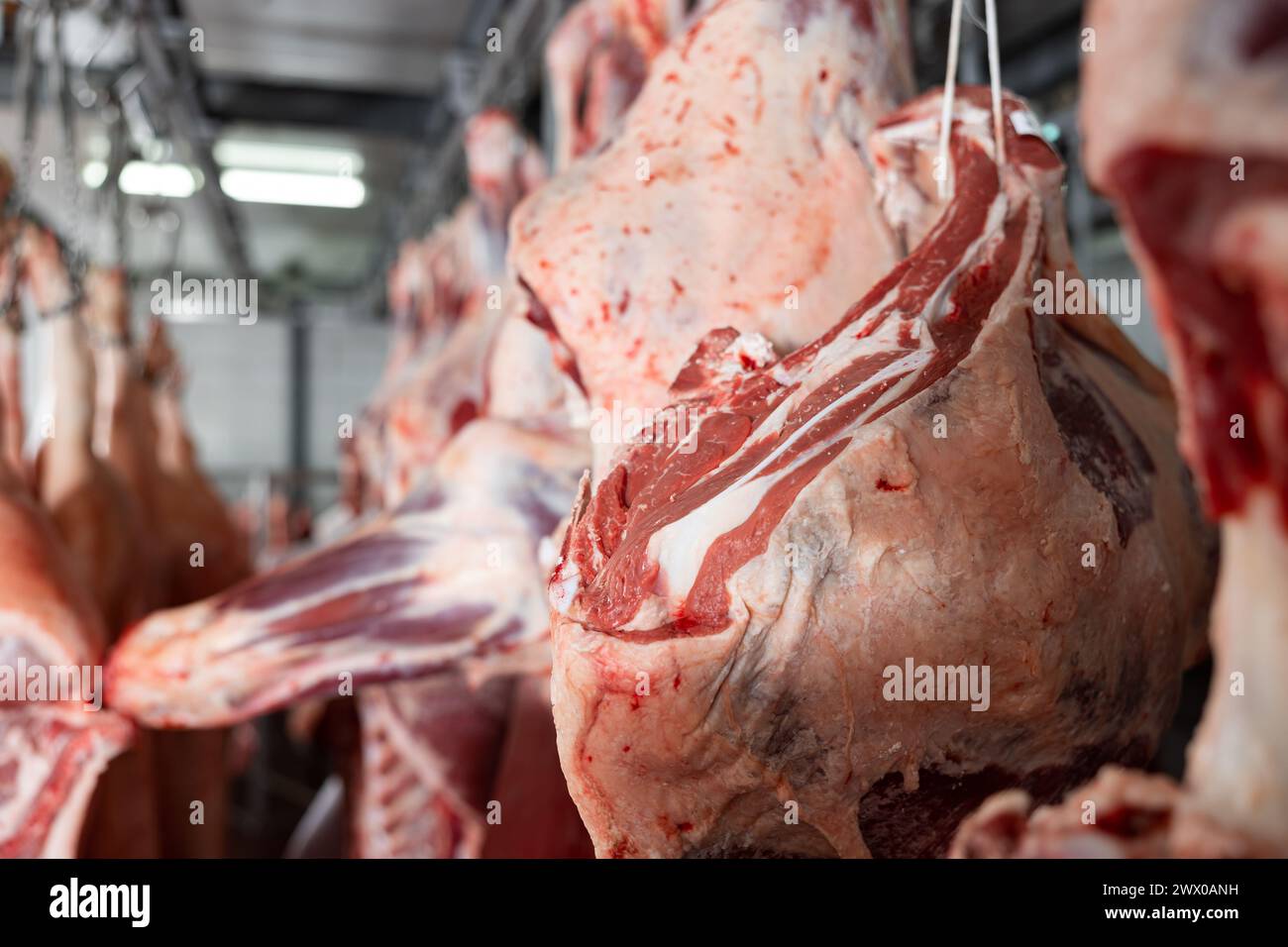 Rows of cow carcasses hanging from hooks in storage of butcher store Stock Photo