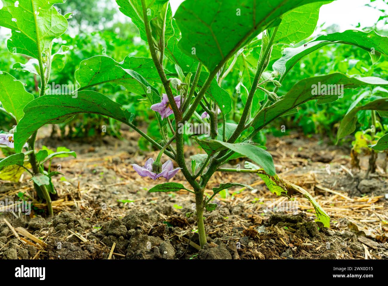 Purple flower on a young eggplant bush. Stock Photo