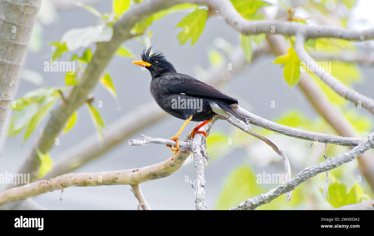 A black Great Myna (Acridotheres grandis) perched on a branch in a tree, with black feather crest erect in Pattaya, Thailand Stock Photo