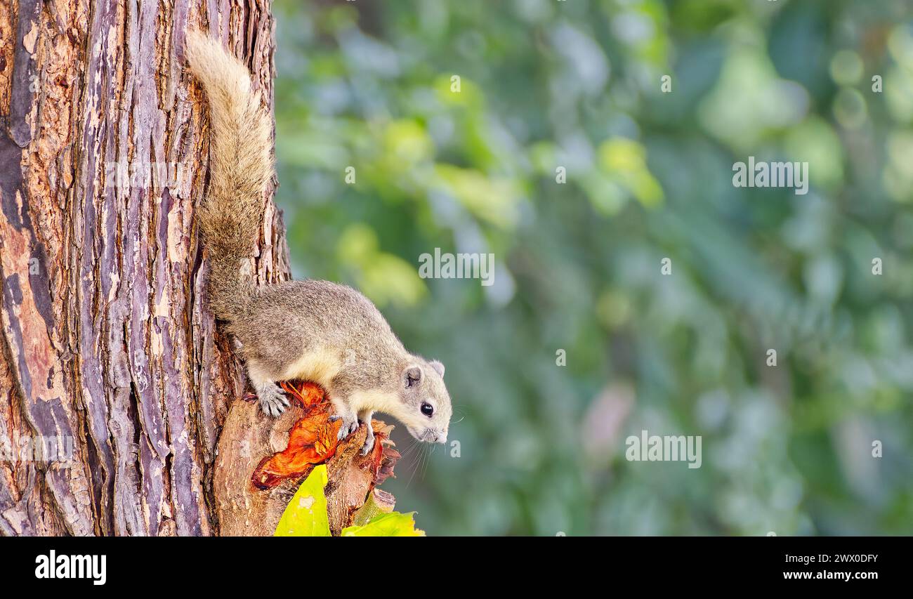 Predators of thailand hi-res stock photography and images - Alamy