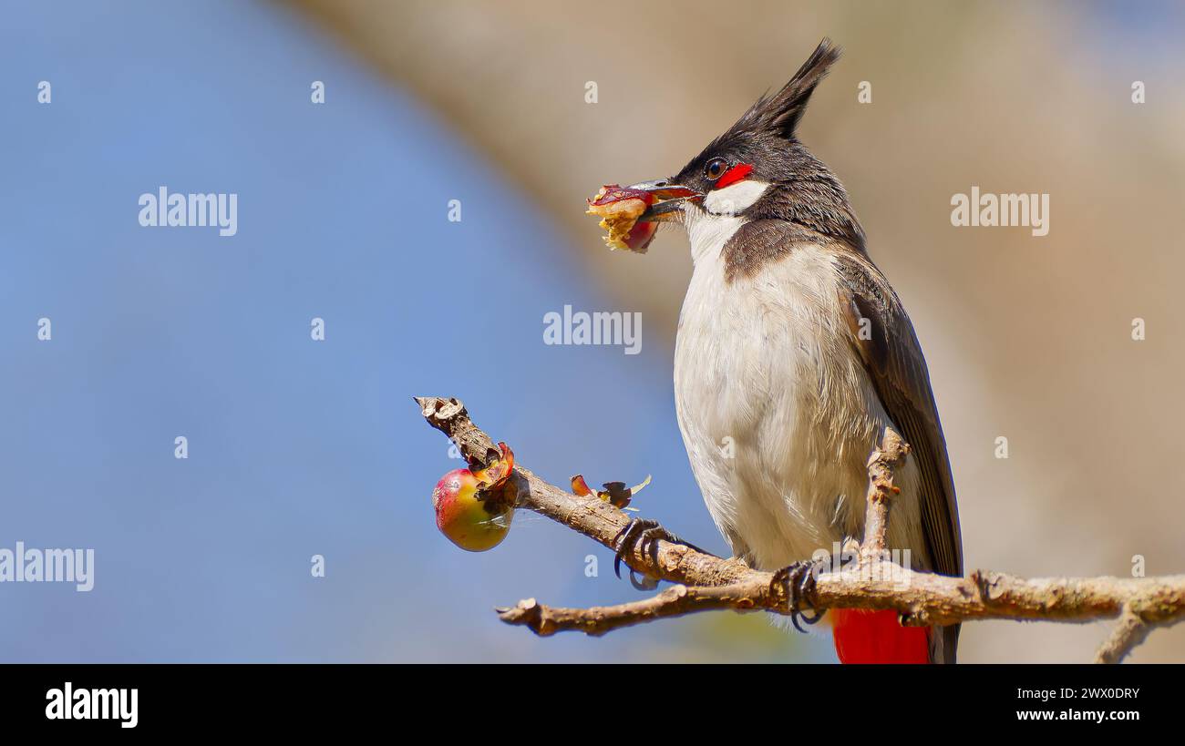 A Red-whiskered Bulbul (Pycnonotus jocosus) perched on a branch against blue sky in Pattaya, Thailand Stock Photo