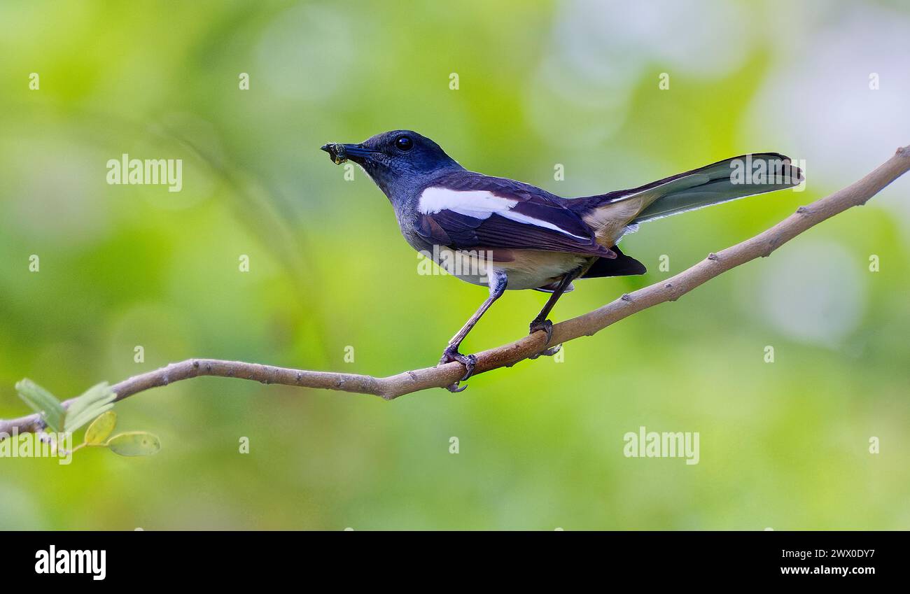 An Oriental Magpie-Robin (Copsychus saularis) perched on a small branch with an insect in its beak at Pattaya, Thailand Stock Photo
