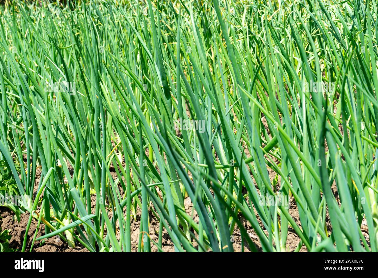 Growing green onions in open ground. Stock Photo