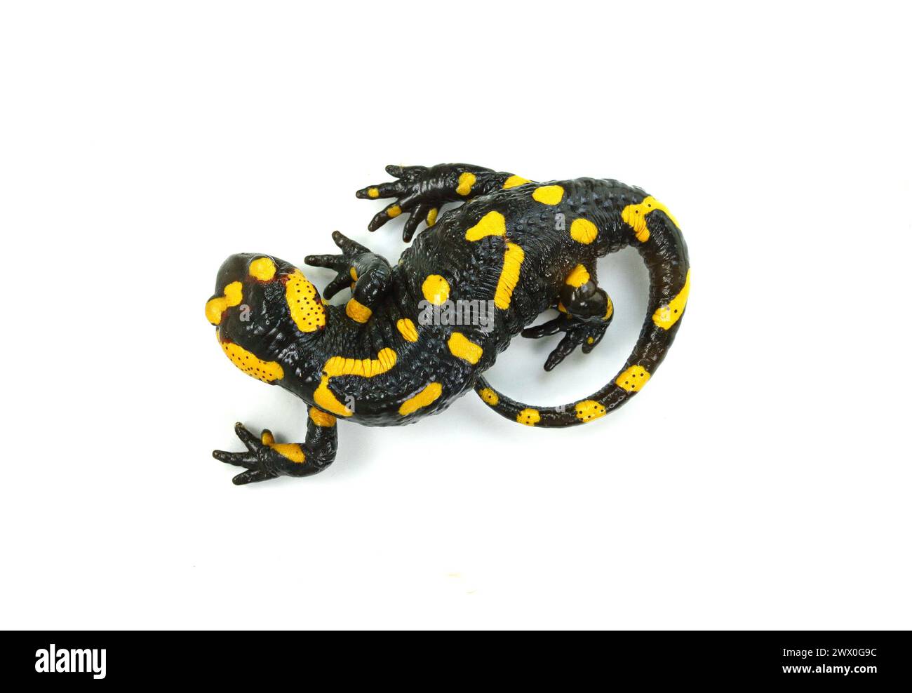 The fire salamander isolated on white background Stock Photo - Alamy