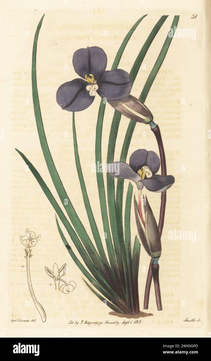 Leafy purple-flag, bugulbi or grey-flowered patersonia, Patersonia glabrata. Native to Australia, found by Scottish botanist Robert Brown near Port Jackson. Handcoloured copperplate engraving by P.W. Smith after a botanical illustration by Sydenham Edwards from his own Botanical Register, J. Ridgeway, London, 1815. Stock Photo