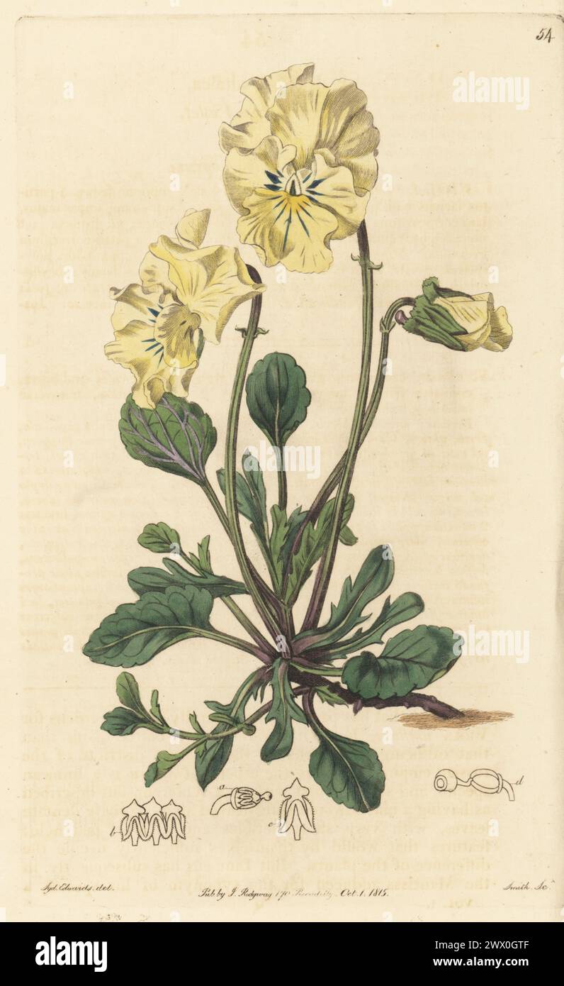 Tartarian violet, Viola altaica. Native to Russia, drawn at John Fraser's nursery in Sloane Square, Chelsea. Handcoloured copperplate engraving by P.W. Smith after a botanical illustration by Sydenham Edwards from his own Botanical Register, J. Ridgeway, London, 1815. Stock Photo
