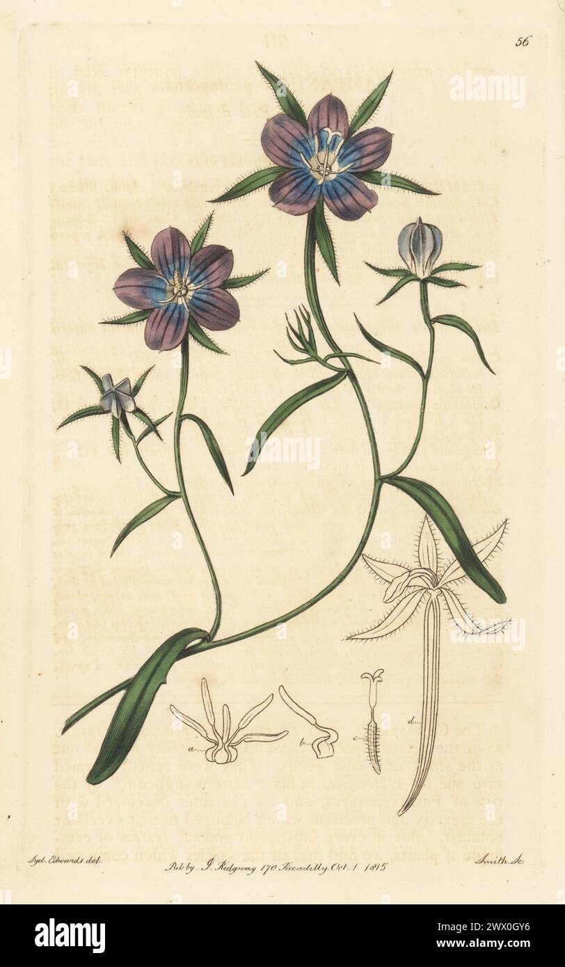 Venus' looking-glass, Legousia speculum-veneris (Legousia pentagonia). Five-angled bell-flower, Campanula pentagonia. Native of Turkey, specimen drawn at the nursery of Whitley, Brames and Milne on King's Road, Fulham. Handcoloured copperplate engraving by P.W. Smith after a botanical illustration by Sydenham Edwards from his own Botanical Register, J. Ridgeway, London, 1815. Stock Photo