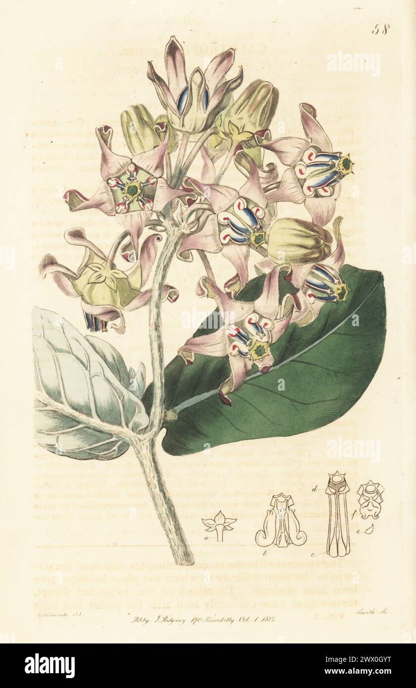 Crown flower, Asclepias gigantea. Curled flowered calotropis, Calotropis gigantea. Native of the East Indies, drawn at the nursery of Whitley, Brames and Milne on King's Road, Fulham. Handcoloured copperplate engraving by P.W. Smith after a botanical illustration by Sydenham Edwards from his own Botanical Register, J. Ridgeway, London, 1815. Stock Photo