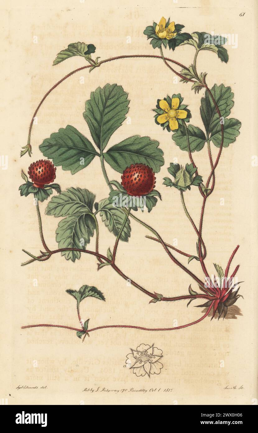 Mock strawberry, Indian-strawberry, or false strawberry, Potentilla indica. Yellow-flowered strawberry, Fragaria indica. Native of India, introduced by Charles Greville. Handcoloured copperplate engraving by P.W. Smith after a botanical illustration by Sydenham Edwards from his own Botanical Register, J. Ridgeway, London, 1815. Stock Photo