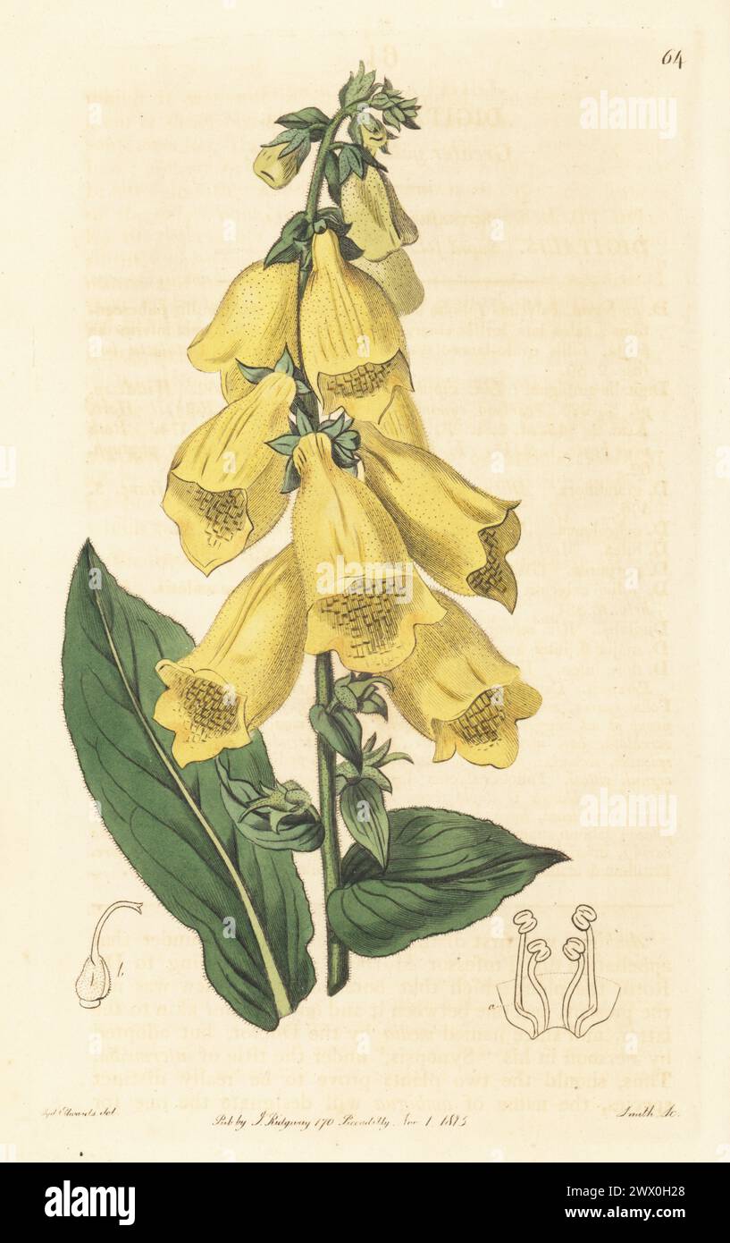 Yellow foxglove, Digitalis grandiflora. Greater yellow fox-glove, Digitalis ambigua. Native of southern Europe, drawn at Joseph Knight's nursery, Little Chelsea, King's Road. Handcoloured copperplate engraving by P.W. Smith after a botanical illustration by Sydenham Edwards from his own Botanical Register, J. Ridgeway, London, 1815. Stock Photo