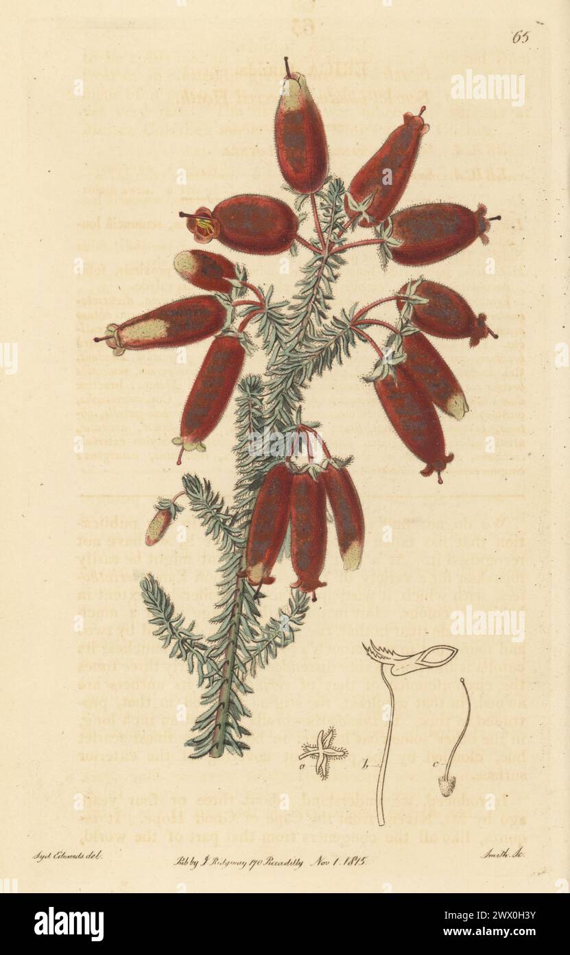 Scarlet bloated-flowered heath, Erica tumida. Native to South Africa, introduced by Scottish plant hunter James Niven from the Cape of Good Hope. Handcoloured copperplate engraving by P.W. Smith after a botanical illustration by Sydenham Edwards from his own Botanical Register, J. Ridgeway, London, 1815. Stock Photo