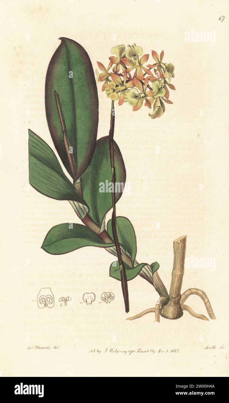 Brown epidendrum or dingy-flowered epidendrum, Epidendrum anceps. Brown epidendrum orchid, Epidendrum fuscatum. Native of the West Indies, found by Swedish botanist Olof Swartz in Jamaica, introduced by Lord Gardner. Handcoloured copperplate engraving by P.W. Smith after a botanical illustration by Sydenham Edwards from his own Botanical Register, J. Ridgeway, London, 1815. Stock Photo