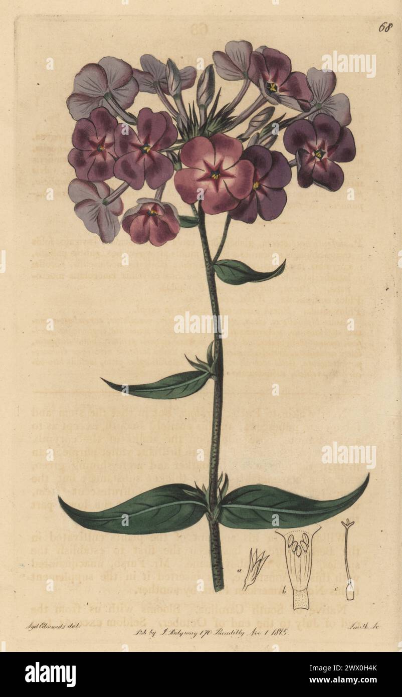 Thickleaf phlox, Phlox carolina. Shining-leaved phlox, Phlox suffruticosa. Native of South Carolina, introduced by N. S. Hodson of the War Office. Handcoloured copperplate engraving by P.W. Smith after a botanical illustration by Sydenham Edwards from his own Botanical Register, J. Ridgeway, London, 1815. Stock Photo