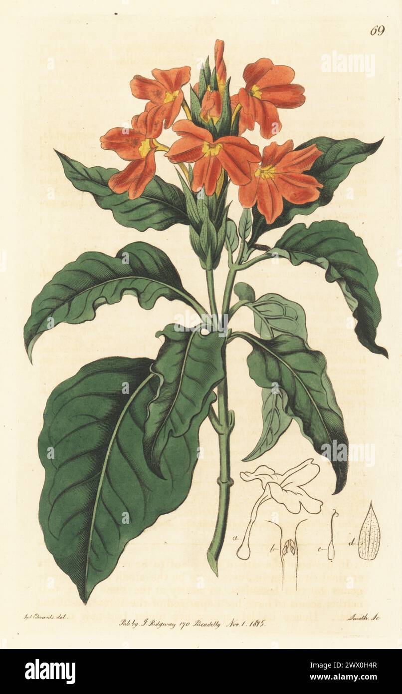 Firecracker flower, Justicia infundibuliformis (Crossandra infundibuliformis). Wax-leaved crossandra, Crossandra undulaefolia, Crossandra undulifolia. Native of the East Indies, introduced by Scottish botanist Dr. William Roxburgh. Handcoloured copperplate engraving by P.W. Smith after a botanical illustration by Sydenham Edwards from his own Botanical Register, J. Ridgeway, London, 1815. Stock Photo