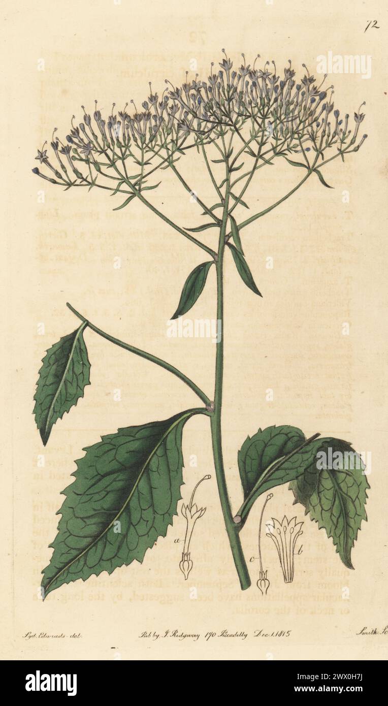 Blue throatwort, Trachelium caeruleum. Native to Italy and the Levant, introduced to Britain in 1640. Drawn from a specimen sent by N. S. Hodson of South Lambeth. Handcoloured copperplate engraving by P.W. Smith after a botanical illustration by Sydenham Edwards from his own Botanical Register, J. Ridgeway, London, 1815. Stock Photo