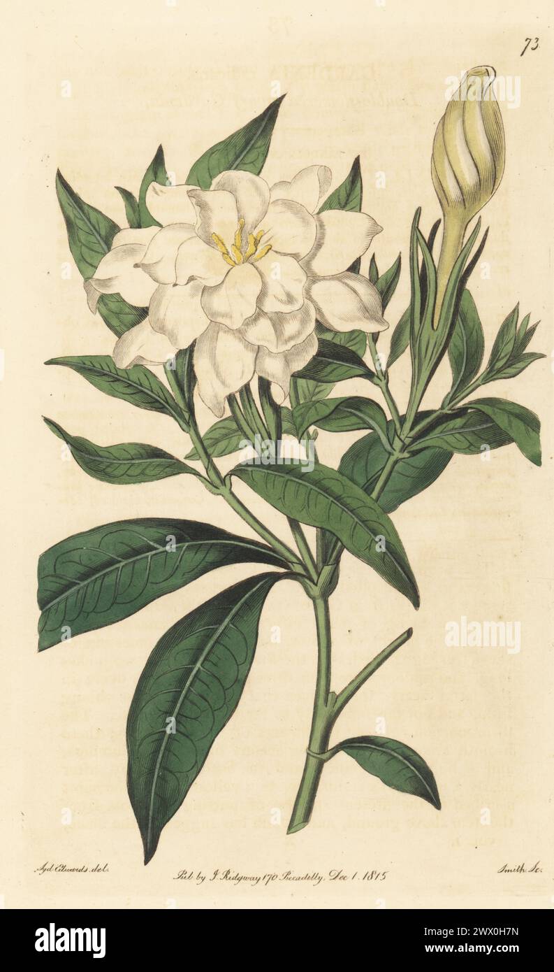 Gardenia or cape jasmine, Gardenia jasminoides. Double-flowered dwarf gardenia, Gardenia radicans. Cultivated in China, sent by Scottish gardener William Kerr via Captain William Kirkpatrick of the East India Company ship Henry Addington. Handcoloured copperplate engraving by P.W. Smith after a botanical illustration by Sydenham Edwards from his own Botanical Register, J. Ridgeway, London, 1815. Stock Photo