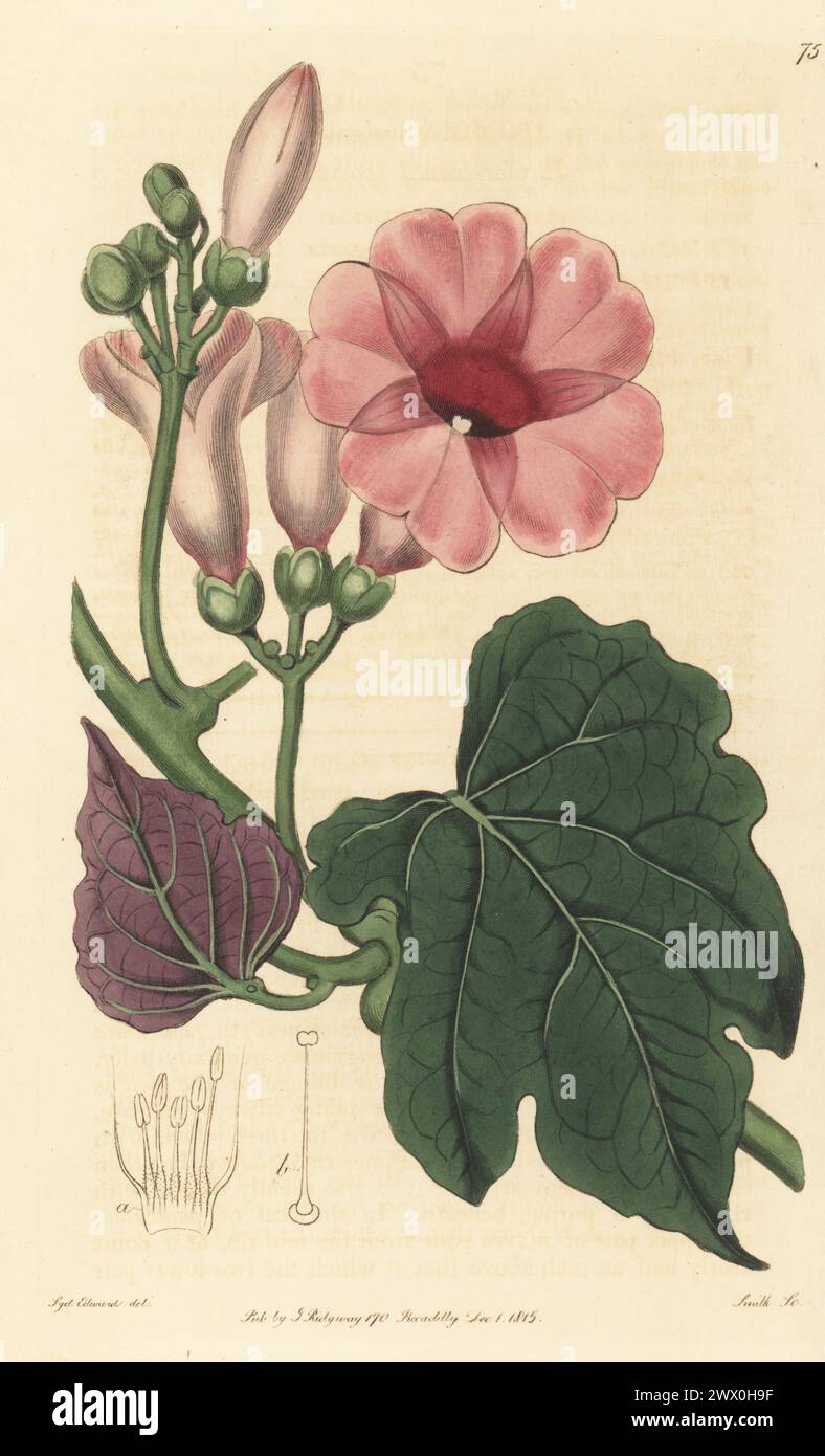 Ipomoea mauritiana. Also described as Convolvulus fastigiatus, or sweet potato, Ipomoea batatas. Raised by Scottish nurserymen James Lee and Lewis Kennedy in Hammersmith. Bicolor-leaved ipomoea, Ipomoea insignis. Handcoloured copperplate engraving by P.W. Smith after a botanical illustration by Sydenham Edwards from his own Botanical Register, J. Ridgeway, London, 1815. Stock Photo