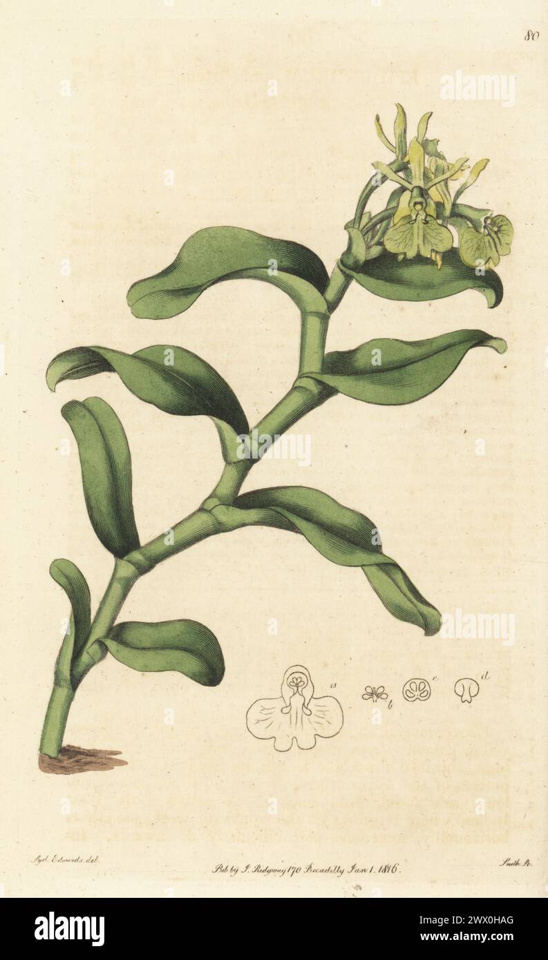 Umbrella epidendrum orchid, Epidendrum umbelliferum. Native of the West Indies, introduced by Rear-Admiral William Bligh on HMS Providence. Specimen from William Griffin's hothouse in South Lambeth. Umbel'd epidendrum, Epidendrum umbellatum. Handcoloured copperplate engraving by P.W. Smith after a botanical illustration by Sydenham Edwards from his own Botanical Register, J. Ridgeway, London, 1815. Stock Photo
